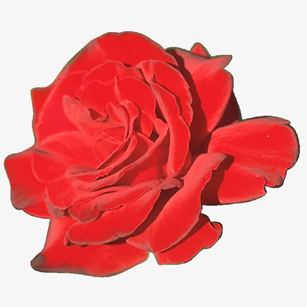 红花素材免费下载_觅元素