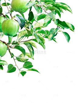 手绘绿色叶子免抠图