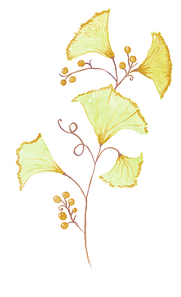 手绘黄色银杏叶子