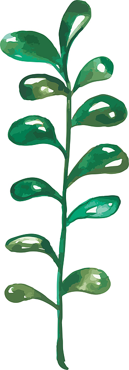 绿色春季数次小草