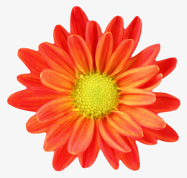 红色鲜艳的黄色蕾的一朵大花实物