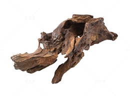 一截黑色干枯的老树根