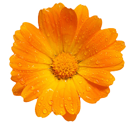 橙色有观赏价值的带水珠的一朵大