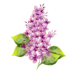 水彩绘紫丁香矢量