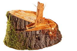 新锯断的青苔枯树