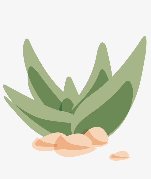 绿色矢量植物芦荟png免费下载