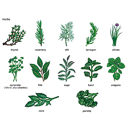 手绘厨房烹饪调料植物插画免抠
