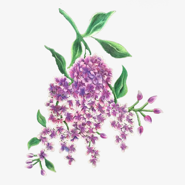 手绘浪漫紫丁香插画免抠