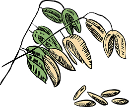 矢量绿色植物麦穗图