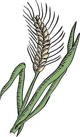 绿色农作物麦穗矢量手绘图