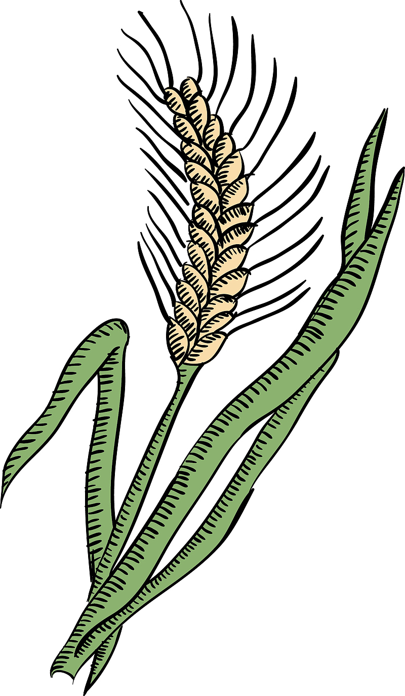 绿色农作物麦穗矢量手绘图