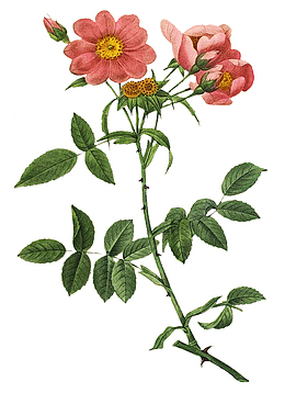 手绘红色月季花