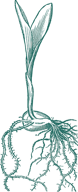 卡通秋分种子发芽线稿插画