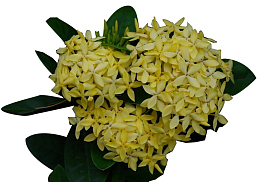 一株龙船花