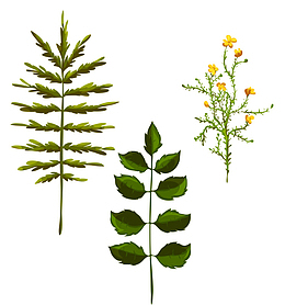 不同的草本植物