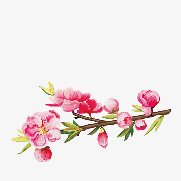 关键词 : 桃花,植物,粉色,树枝,矢量图,装饰,png图形[声明] 觅元素
