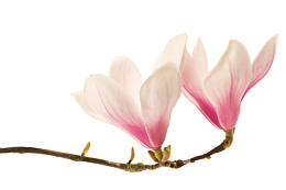 粉红色带香味玉兰花瓣实物