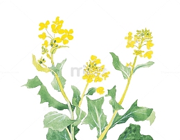 手绘水彩插画植物黄色油菜花