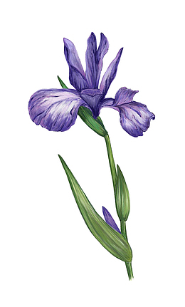 小清新水彩鸢尾草免抠系列