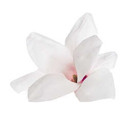 白色香味盛开的玉兰花瓣实物