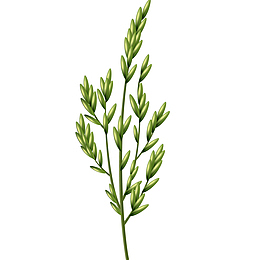 绿色大米青穗插画