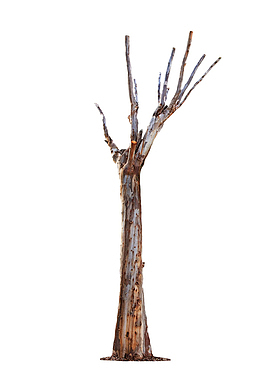 秋冬干枯的树木植物