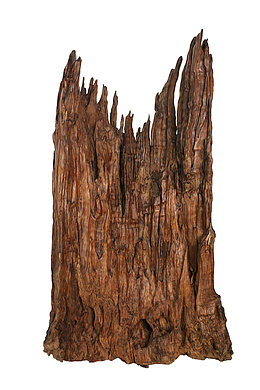 手绘褐色的枯树树干