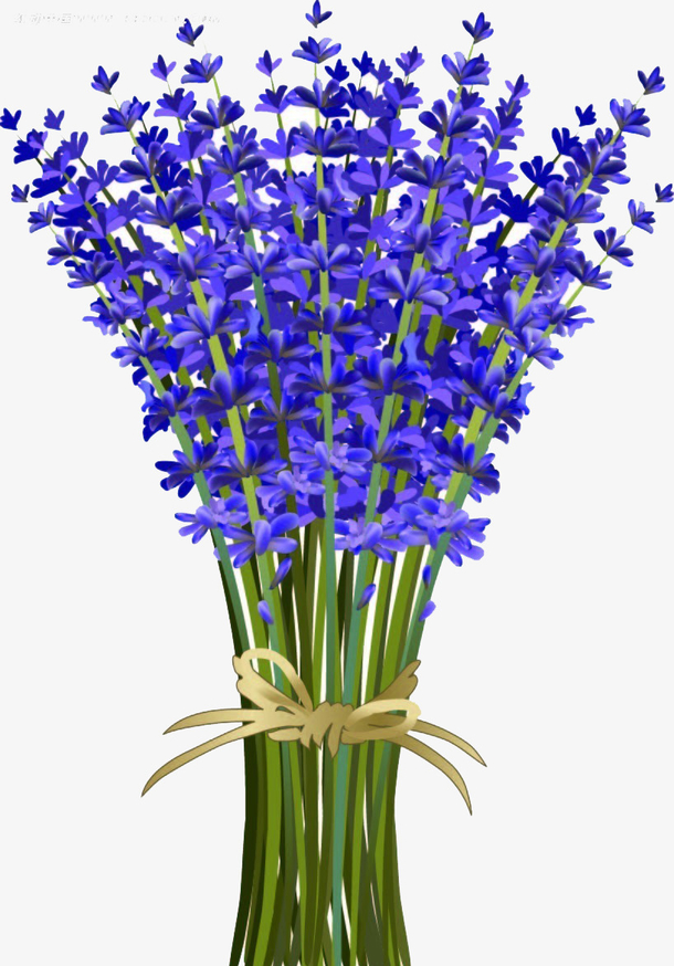 关键词 : 风信子,美丽,手绘,芳香,花朵,植物,绿色,叶子,手绘风信子