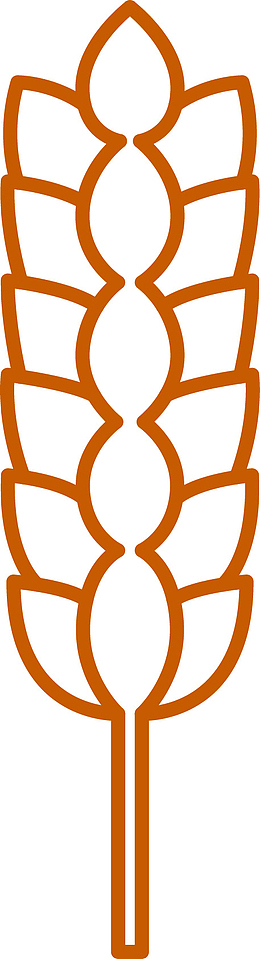 青稞植物麦穗矢量图