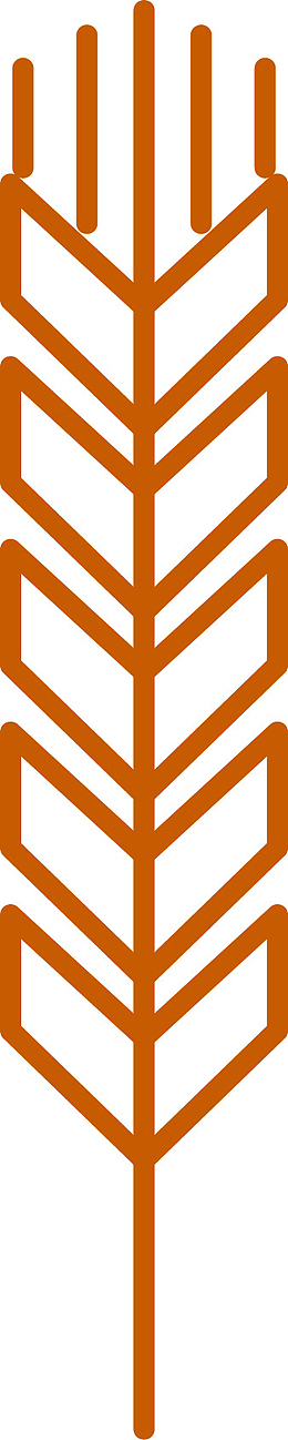 手绘金色麦穗矢量图