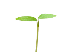绿色植物叶芽