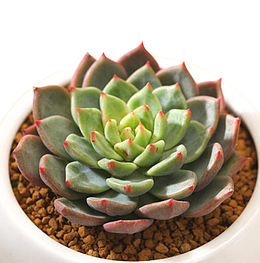 观音莲 多肉植物 青苹果盆栽