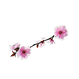 清新一支粉色的桃花