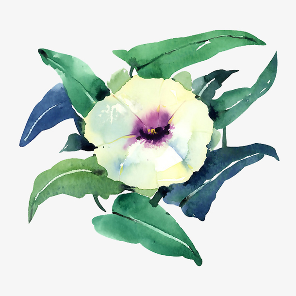 白色大王花图片素材