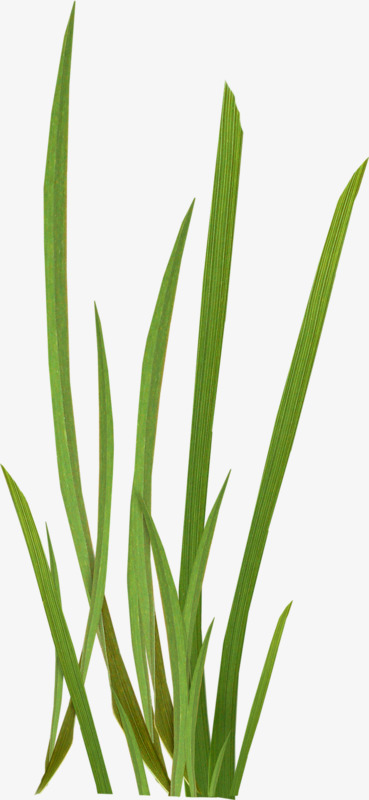 绿色小草免抠素材免费下载_觅元素51yuansu.com