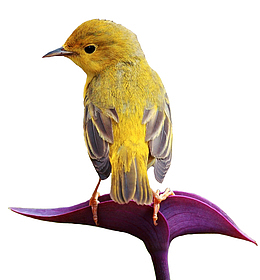 站立的鸟儿回望着身后