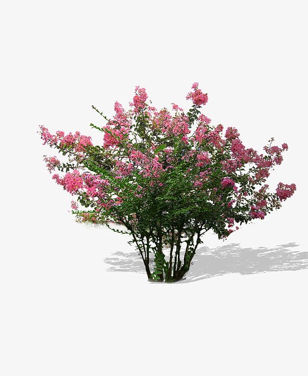 免扣素材丛生紫薇