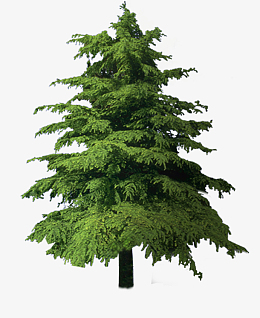 免扣素材——雪松