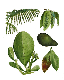 手绘油画植物