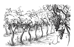 手绘素描葡萄树
