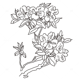 矢量手绘杜鹃花瓣线稿