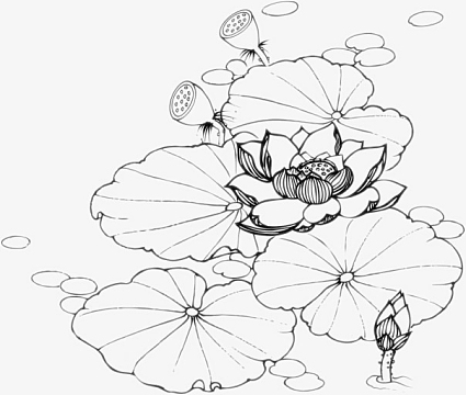 睡莲线稿png图