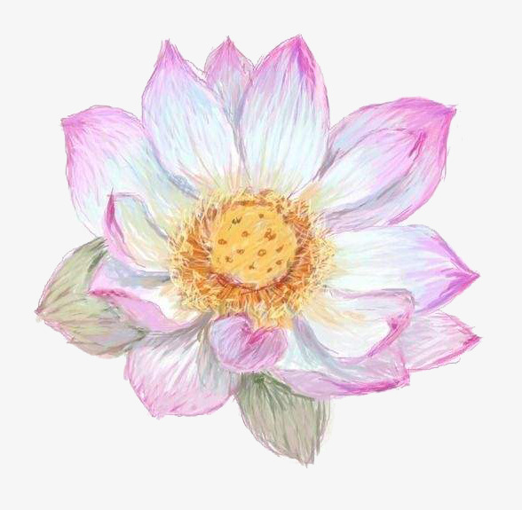 对象暂无授权使用范围仅供学习交流使用png彩铅手绘白莲pngpng粉色彩