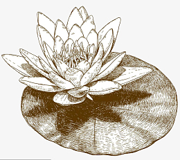 png手绘睡莲工笔画线稿pngpng粉色荷花儿png手绘pngpng线稿花儿pngpng