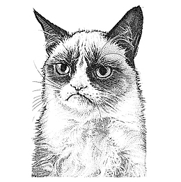 线稿猫咪