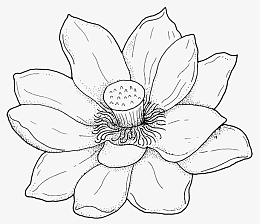 荷花线稿素材_荷花线稿png图片下载_觅元素