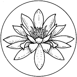 莲花线稿