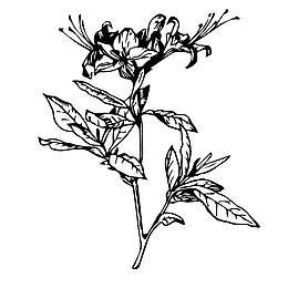 手绘杜鹃花花瓣剪纸线稿矢量