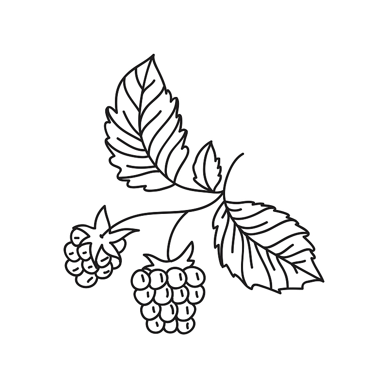 手绘线稿水果葡萄