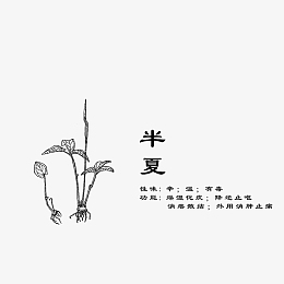 线稿手绘药材半夏